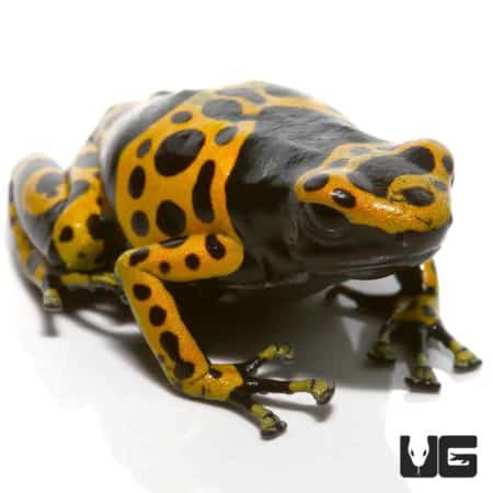 Bumblebee Dart Frogs (Dendrobates leucomelas) For Sale - Underground Reptiles