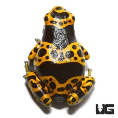 Bumblebee Dart Frogs (Dendrobates leucomelas) For Sale - Underground Reptiles