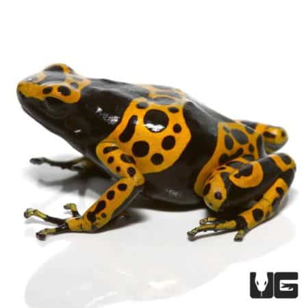 Adult Fine Spot Bumblebee Dart Frog in vibrant yellow and black coloration.