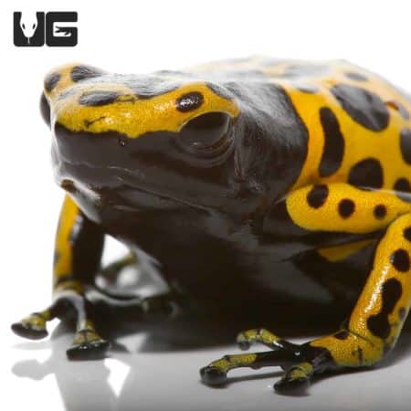 Adult Fine Spot Bumblebee Dart Frog in vibrant yellow and black coloration.