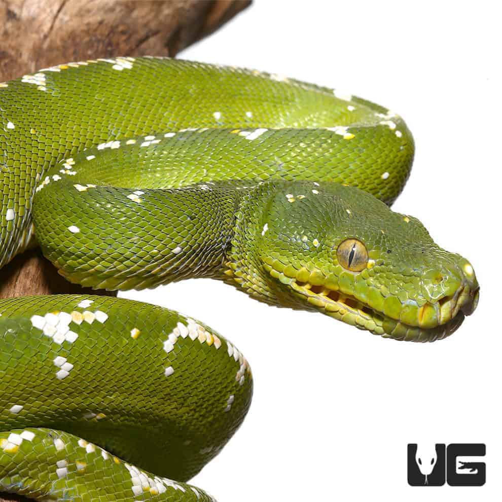 Green Tree Pythons For Sale - Underground Reptiles