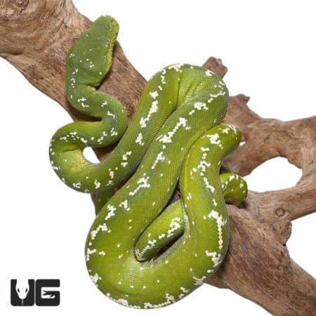 Adult Aru Green Tree Python for sale - Underground Reptiles