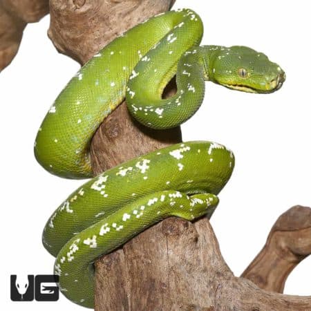 High White Aru Chondro Python on tree branch.