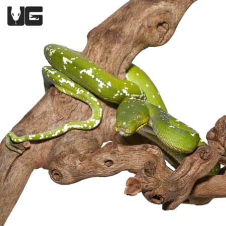High White Aru Python on wood branch.