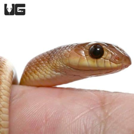Baby Red Beaked Sankes (Rhamphiophis oxyrhynchus) For Sale - Underground Reptiles