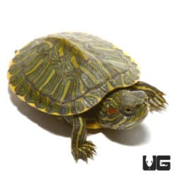 Baby Rio Grande Red Ear Slider Turtles (Trachemys scripta elegans) For Sale - Underground Reptiles