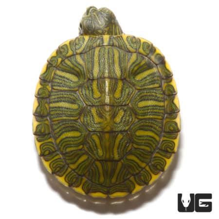 Turtles For Sale - Underground Reptiles