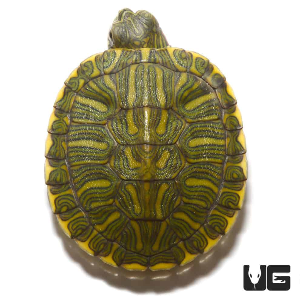 Baby Rio Grande Red Ear Slider Turtles For Sale - Underground Reptiles