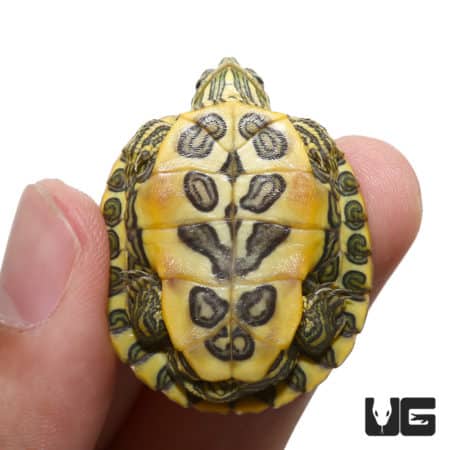 Baby Rio Grande Red Ear Slider Turtles For Sale - Underground Reptiles