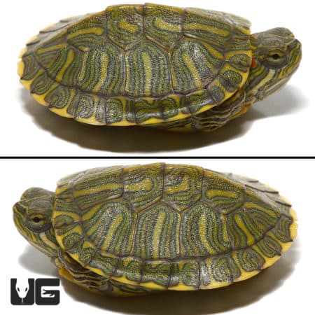 Baby Rio Grande Red Ear Slider Turtles For Sale - Underground Reptiles