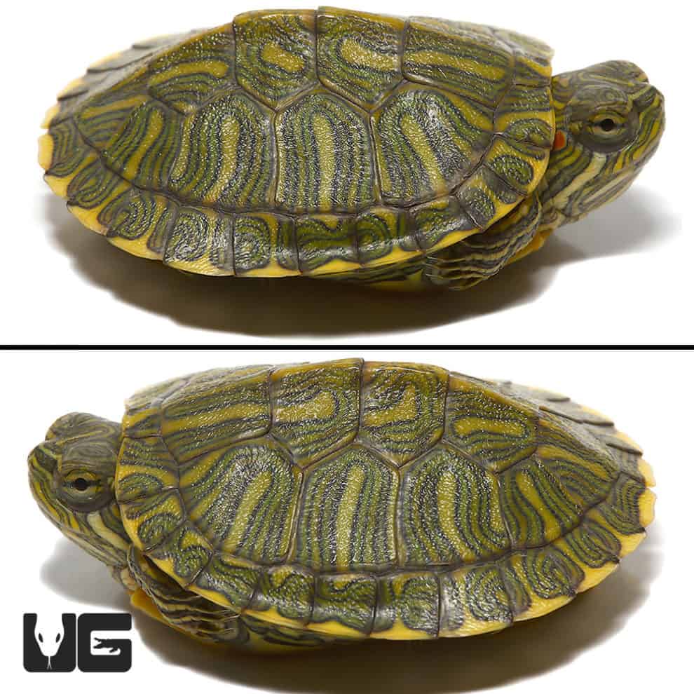 Baby Rio Grande Red Ear Slider Turtles For Sale - Underground Reptiles