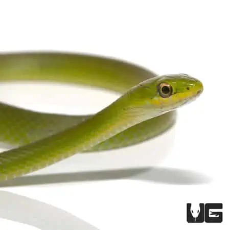 Rough Green Snake (Opheodrys aestivus) For Sale - Underground Reptiles