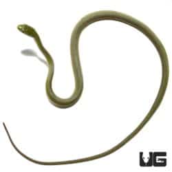 Rough Green Snake (Opheodrys aestivus) For Sale - Underground Reptiles