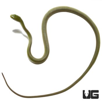 Rough Green Snake For Sale - Underground Reptiles