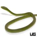Rough Green Snake (Opheodrys aestivus) For Sale - Underground Reptiles