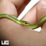 Rough Green Snake (Opheodrys aestivus) For Sale - Underground Reptiles