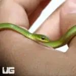 Rough Green Snake (Opheodrys aestivus) For Sale - Underground Reptiles
