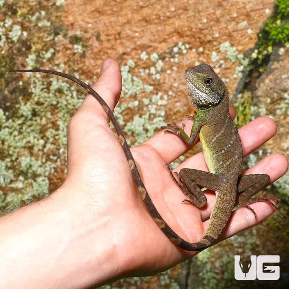 Baby Chinese Water Dragons For Sale Underground Reptiles