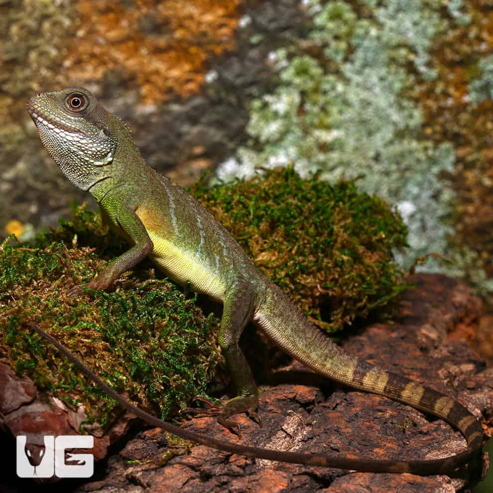 Baby Chinese Water Dragons For Sale Underground Reptiles