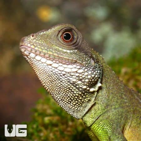 Baby Chinese Water Dragons (Physignathus cocincinus) For Sale - Underground Reptiles