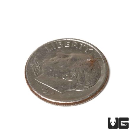 Western Black Widow Spider (Latrodectus hesperus) For Sale - Underground Reptiles