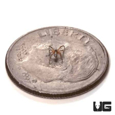Small Western Black Widow spider on a US quarter coin, showing size comparison.