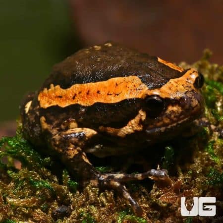 Chubby frog (Kaloula pulchra) For Sale - Underground Reptiles