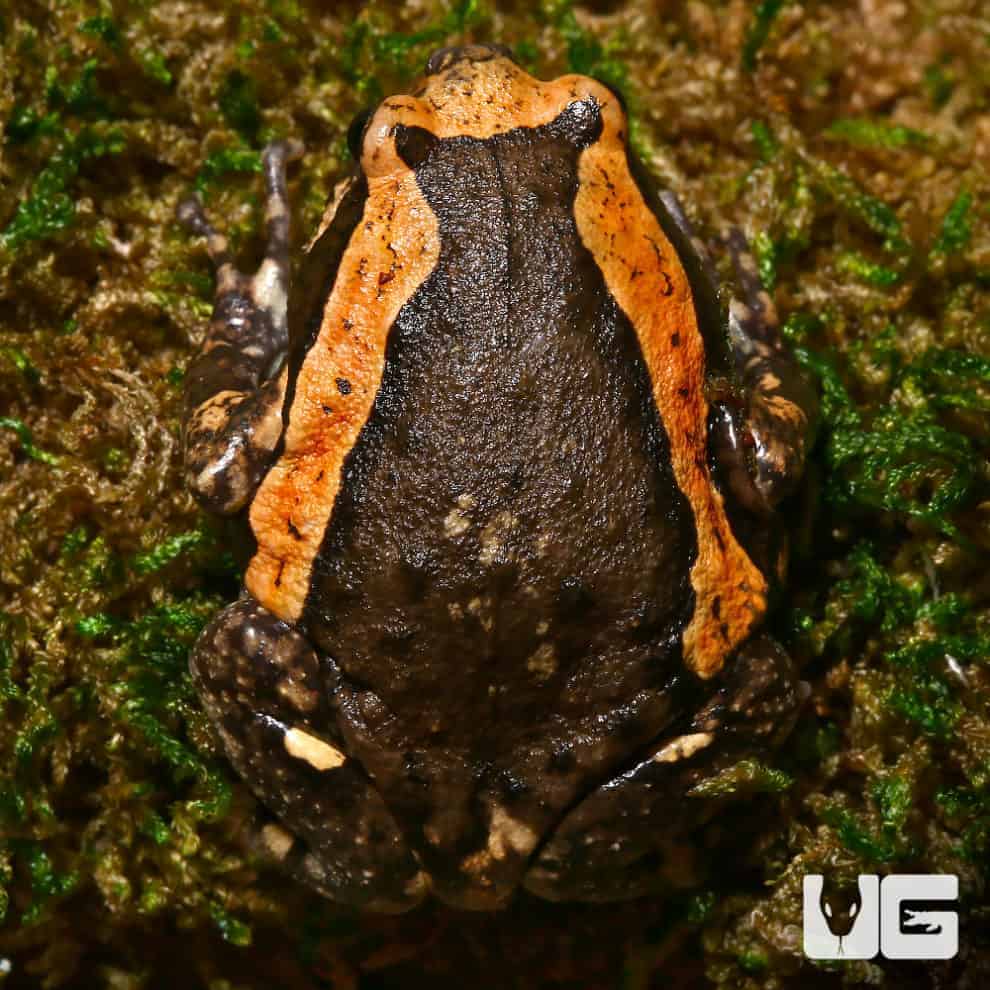 Chubby Bullfrogs For Sale Underground Reptiles