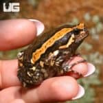 Chubby frog (Kaloula pulchra) For Sale - Underground Reptiles
