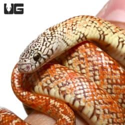 (Lampropeltis getula brooksi) For Sale - Underground Reptiles