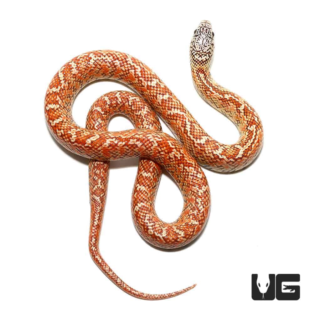 Baby Ghost Kingsnake For Sale - Underground Reptiles