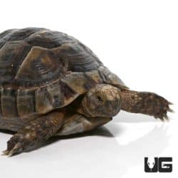 Lebanese Greek Tortoises (Testudo graeca) For Sale - Underground Reptiles