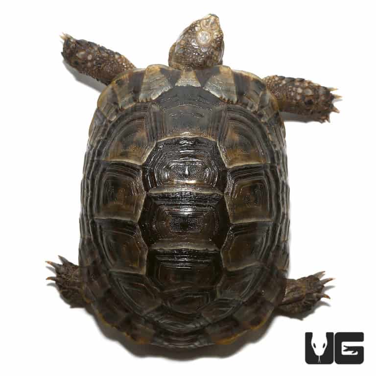 Lebanese Greek Tortoises (Testudo graeca) For Sale - Underground Reptiles