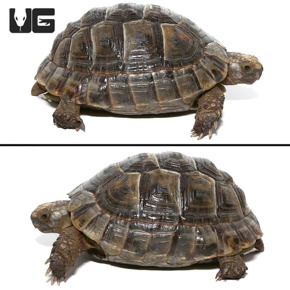 Lebanese Greek Tortoises (Testudo graeca) For Sale - Underground Reptiles