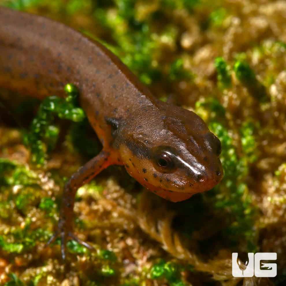 Newts and More For Sale only at Underground Reptiles