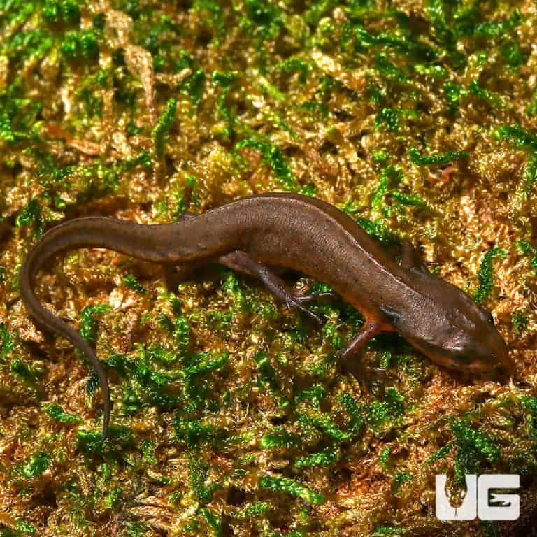 Newts and More For Sale only at Underground Reptiles