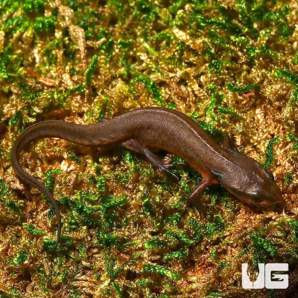 Newts and More For Sale only at Underground Reptiles