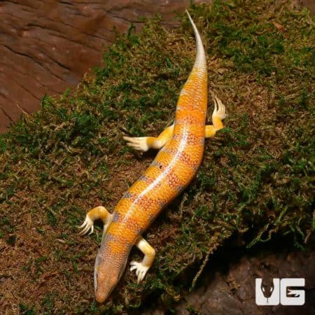 Sun Fire Sand Fish Skink in natural habitat.