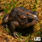 Southern Toads (Anaxyrus terrestris) For Sale - Underground Reptiles