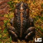 Southern Toads (Anaxyrus terrestris) For Sale - Underground Reptiles