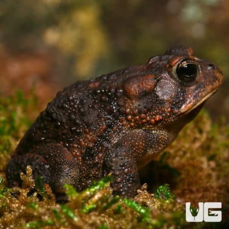 Southern Toad, amphibian, wildlife, nature, close-up, habitat, amphibian species, outdoor.