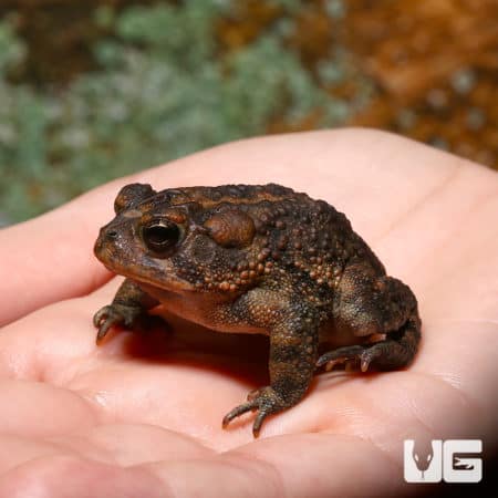 Southern Toads (Anaxyrus terrestris) For Sale - Underground Reptiles