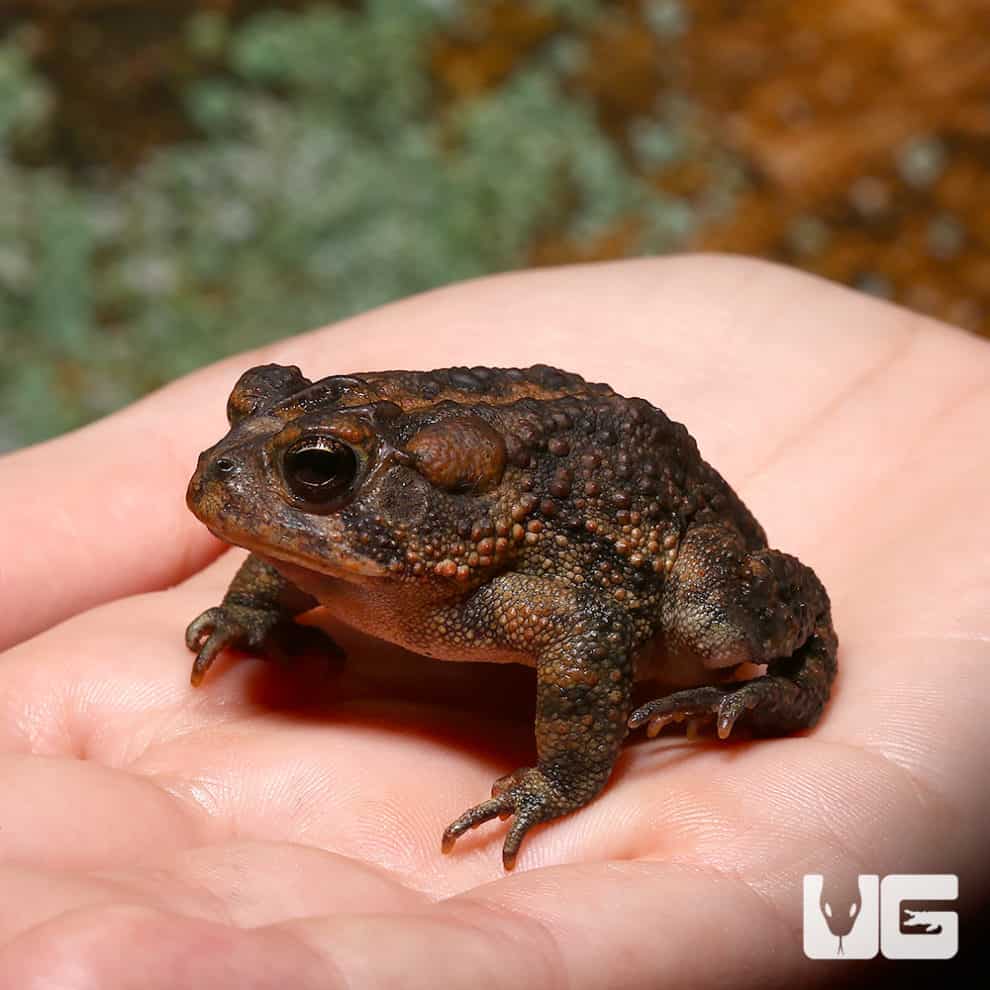 Southern Toads For Sale Underground Reptiles