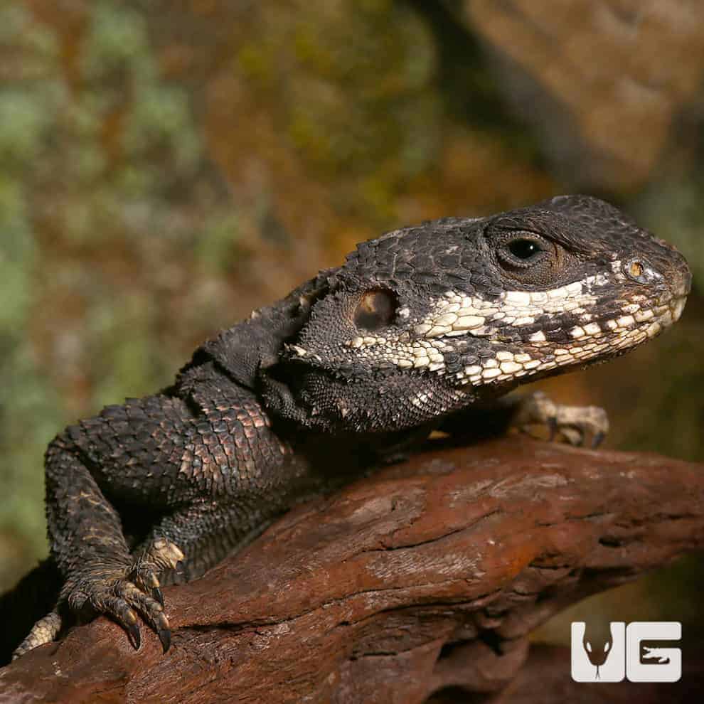 Other Lizards For Sale Underground Reptiles