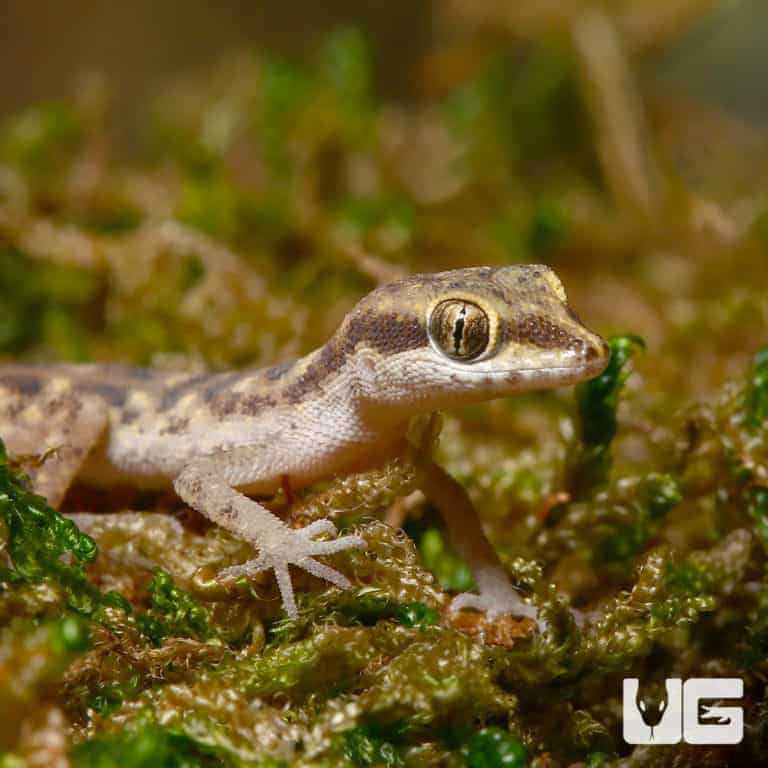 Steudner's Pygmy Geckos (Tropiocolotes steudneri) For Sale ...