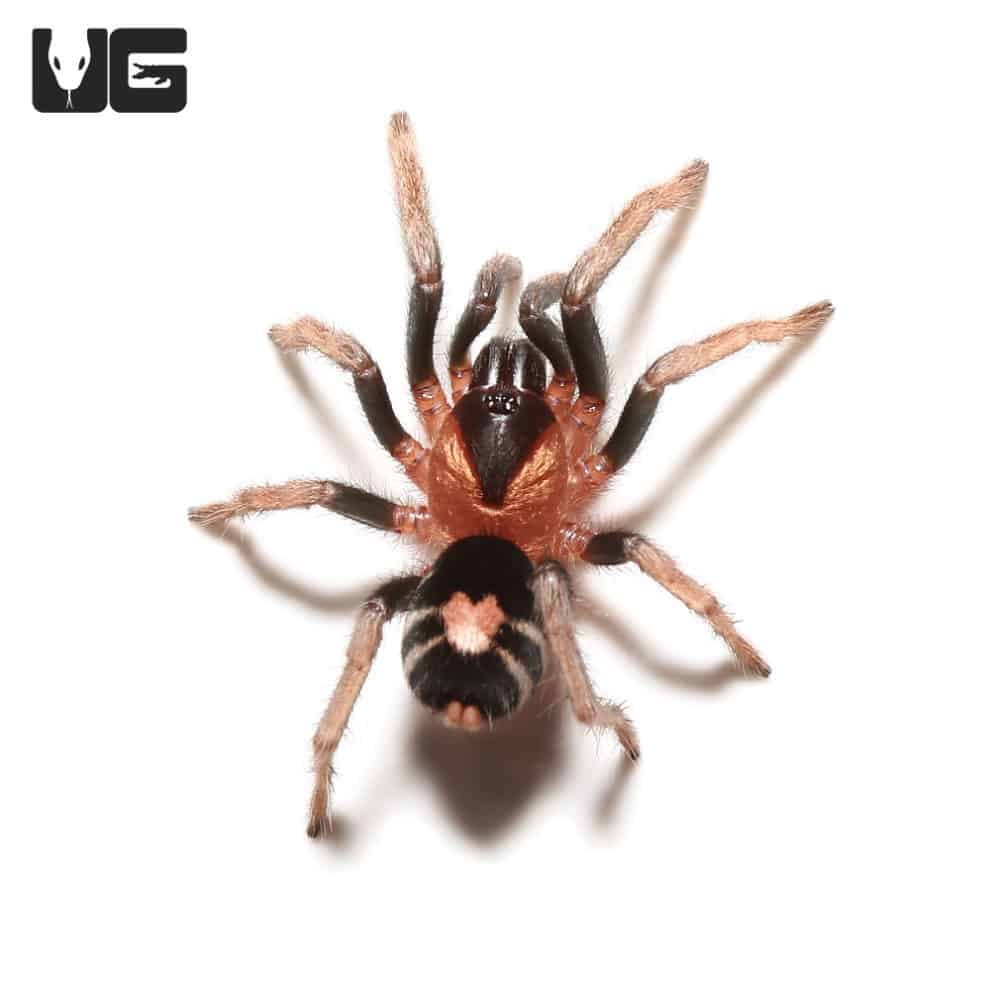 Trinidad Dwarf Tiger Tarantula For Sale Underground Reptiles