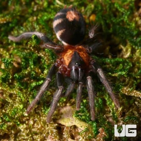 Female Trinidad Dwarf Tiger Tarantula, 1.25 inches, showcasing vibrant markings and tiny size.