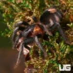 Trinidad Dwarf Tiger Tarantula (Cyriocosmus elegans) For Sale - Underground Reptiles