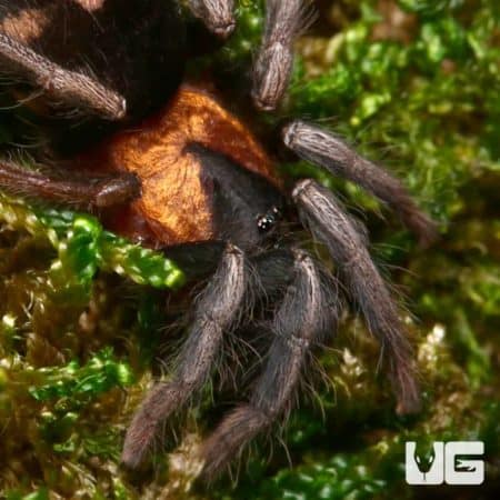 Close-up of female Trinidad Dwarf Tiger Tarantula on moss, showing detailed features.
