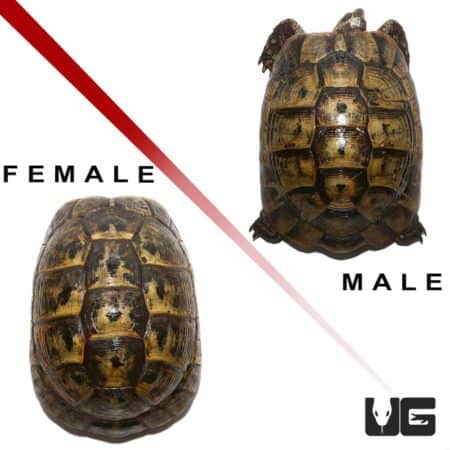 Male and female Giant Greek Tortoise side by side for comparison.
